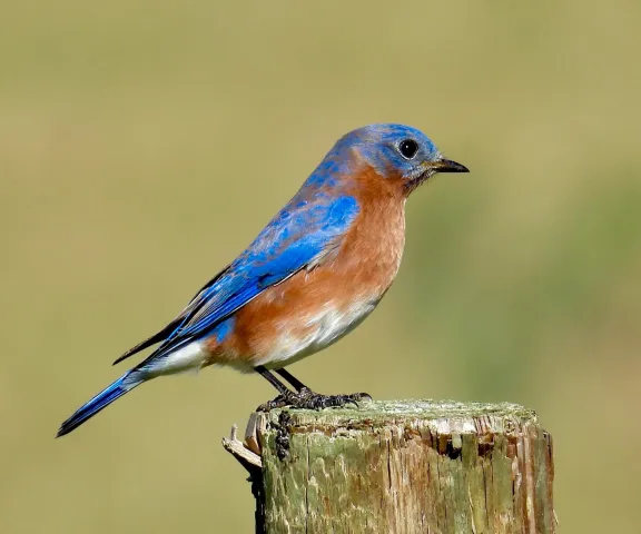 Eastern Bluebird - Photo by Van Remsen