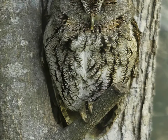 Eastern Screech Owl - Photo by Tom Finnie
