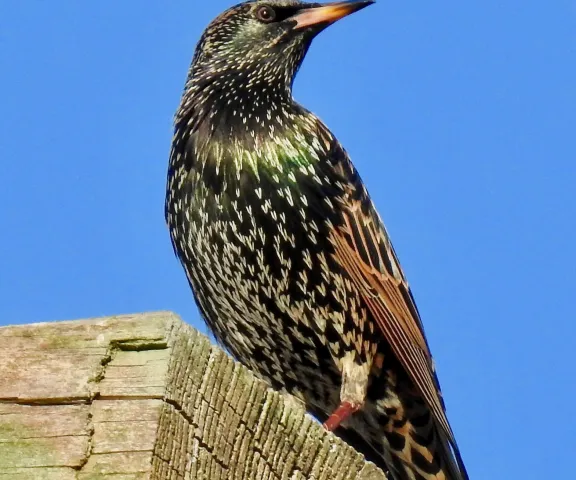 European Starling - Photo by Van Remsen