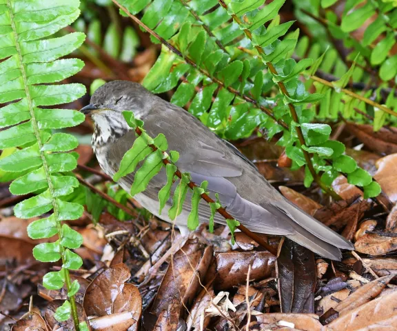 Gray-cheeked Thrush - Photo by Erik Johnson