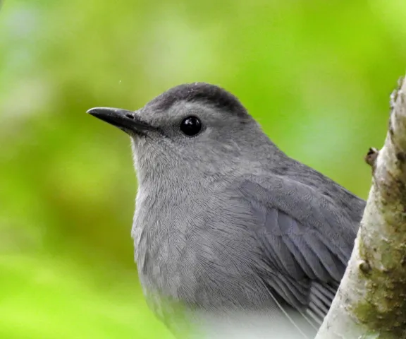 Gray Catbird - Photo by Van Remsen