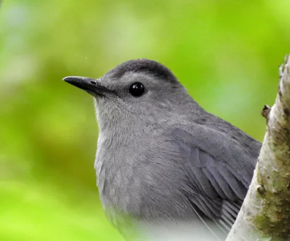 Gray Catbird - Photo by Van Remsen