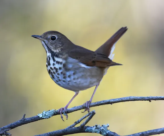 Hermit Thrush - Photo by Erik Johnson