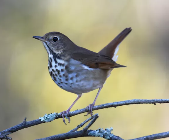 Hermit Thrush - Photo by Erik Johnson