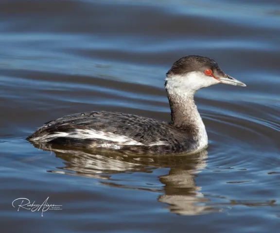 Horned Grebe - Photo by Rickey Aizen