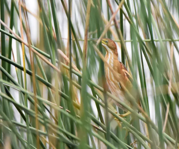 Least Bittern - Photo by Erik Johnson