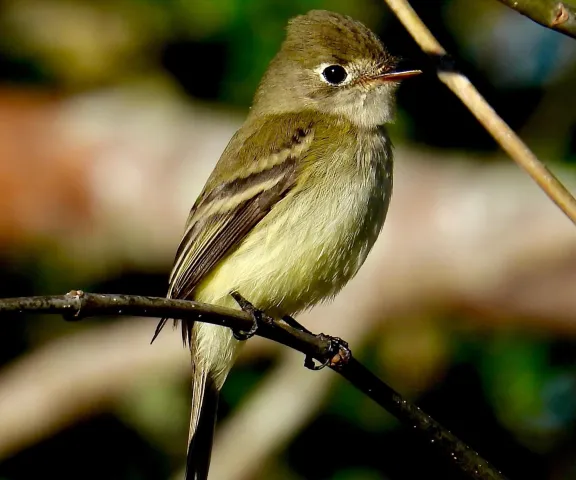 Least Flycatcher - Photo by Van Remsen