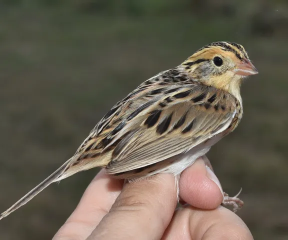 LeConte's Sparrow - Photo by Erik Johnson