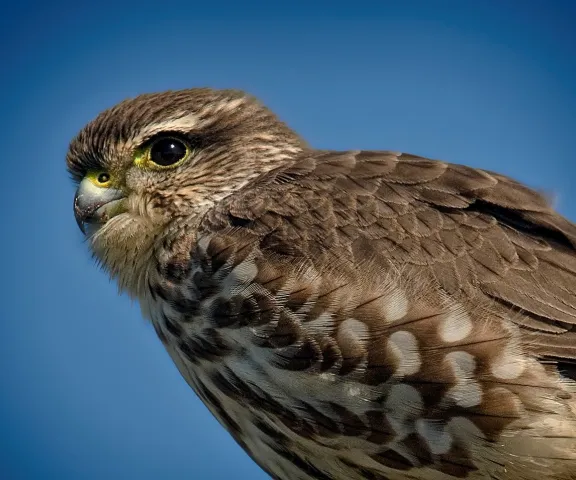 Merlin - Photo by Tom Finnie