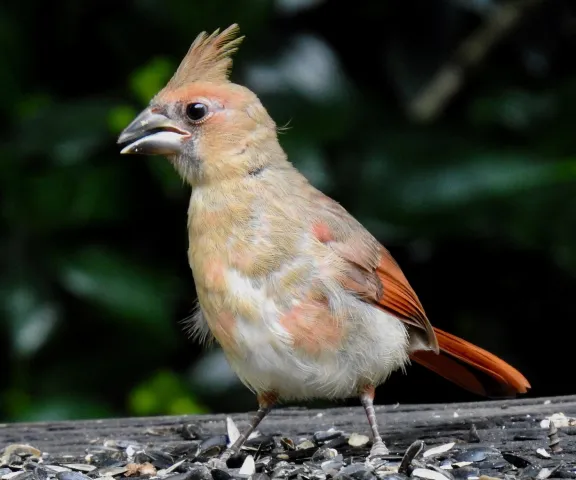 Northern Cardinal - Photo by Van Remsen