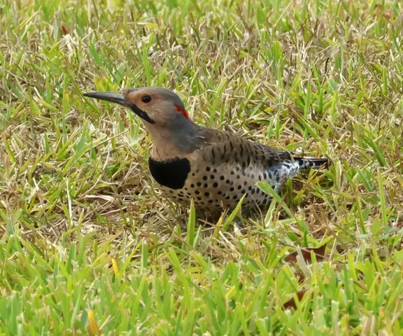 Northern Flicker - Photo by Vicki Sensat