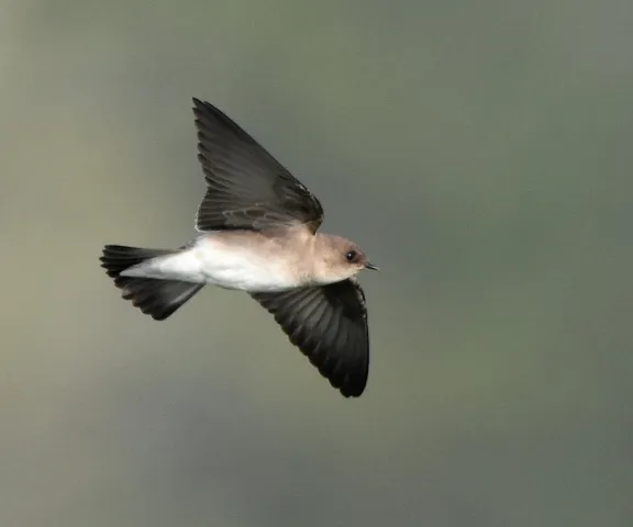 Northern Rough-winged Swallow - Photo by Erik Johnson