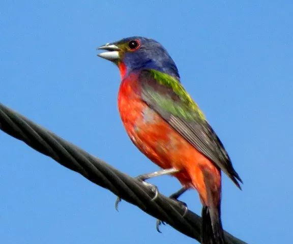 Painted Bunting | Louisiana Birding