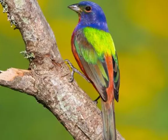 Painted Bunting - Photo by Rickey Aizen