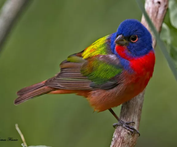 Painted Bunting - Photo by Tom Finnie
