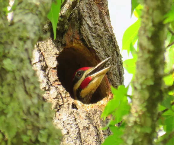 Pileated Woodpecker - Photo by Vicki Sensat