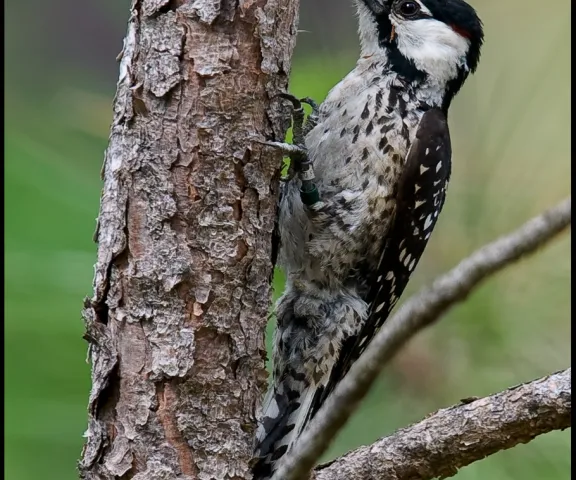 Red-cockaded Woodpecker - Photo by Tom Finnie