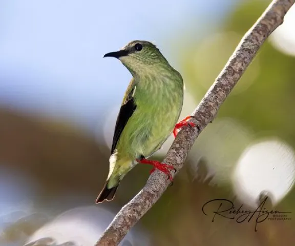 Red-legged Honeycreeper - Photo by Rickey Aizen