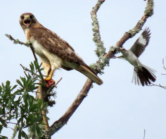 Red-tailed Hawk (snake) - Photo by Vicki Sensat