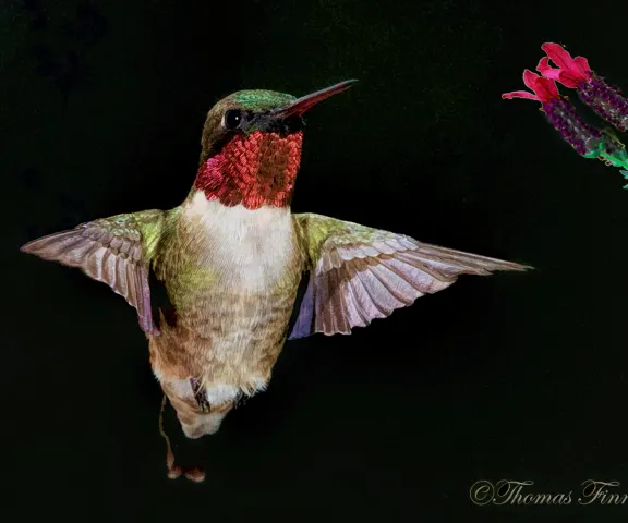 Ruby-throated Hummingbird - Photo by Tom Finnie