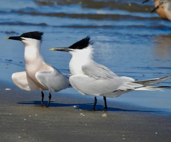 Sandwich Tern - Photo by Van Remsen