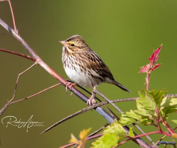 Savannah Sparrow - Photo by Rickey Aizen
