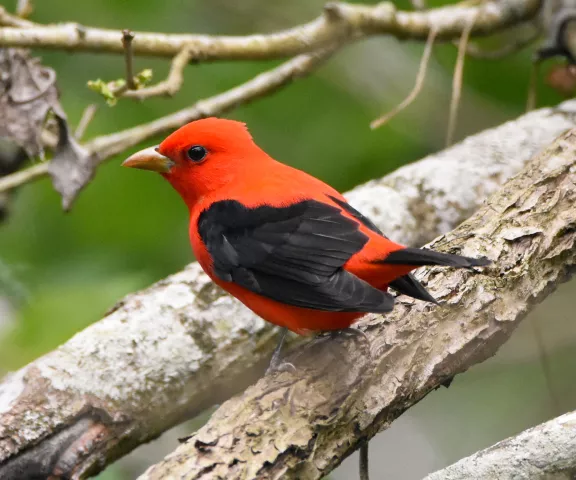 Scarlet Tanager | Louisiana Birding