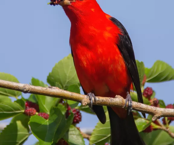 Scarlet Tanager | Louisiana Birding