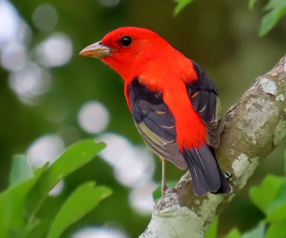 Scarlet Tanager by Vicki Sensat