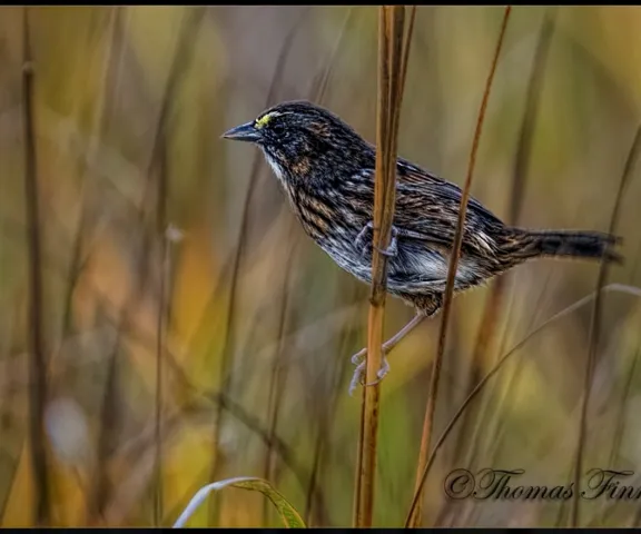 Seaside Sparrow - Photo by Tom Finnie