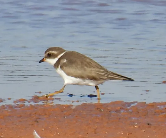 Semipalmated Plover - Photo by Van Remsen
