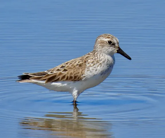 Semipalmated Sandpiper - Photo by Van Remsen