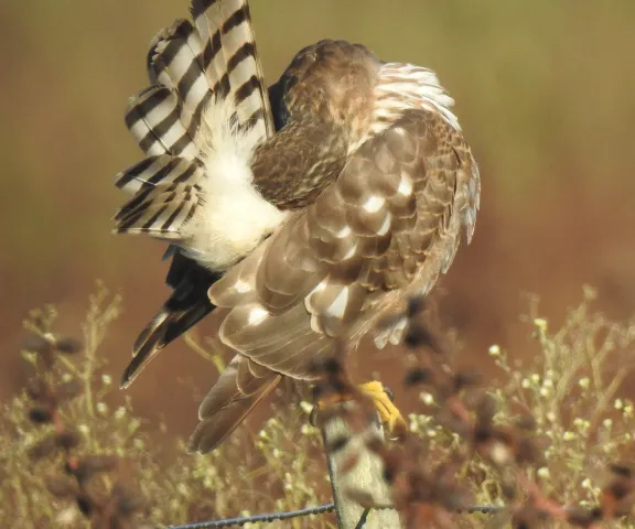 Sharp-shinned Hawk - Photo by Van Remsen