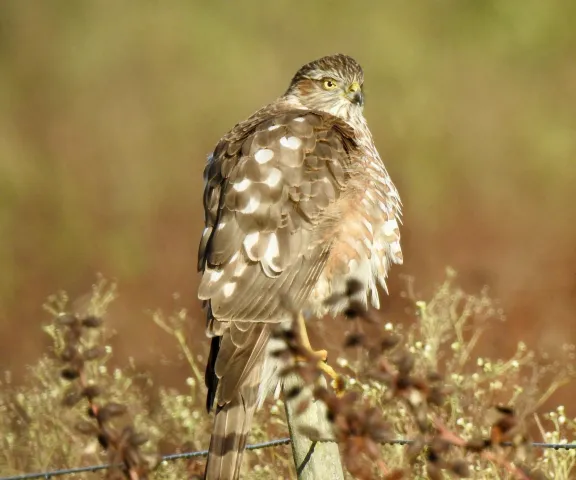 Sharp-shinned Hawk - Photo by Van Remsen
