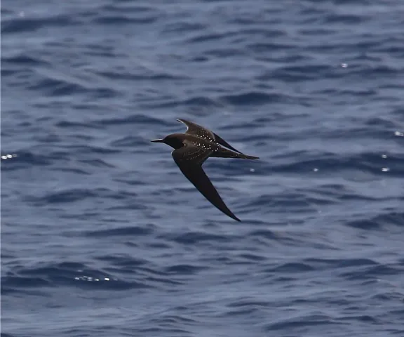 Sooty Tern - Photo by Van Remsen
