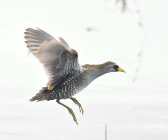 Sora - Photo by Erik Johnson
