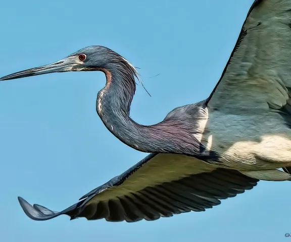 Tricolored Heron - Photo by Tom Finnie