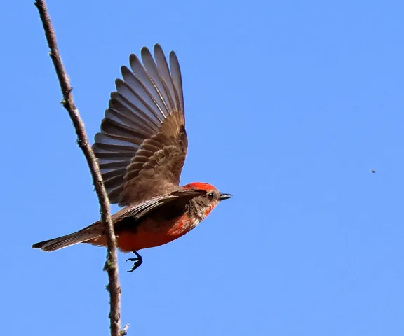 Vermilion Flycatcher - Photo by Vicki Sensat
