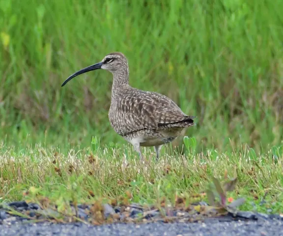 Whimbrel - Photo by Ruth Cronan
