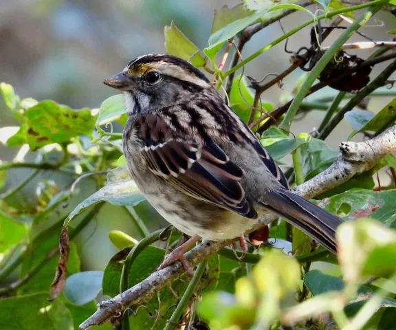 White-throated Sparrow - Photo by Van Remsen
