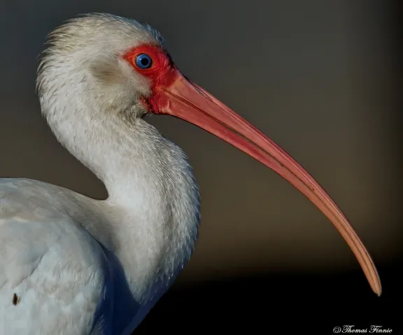White Ibis - Photo by Tom Finnie