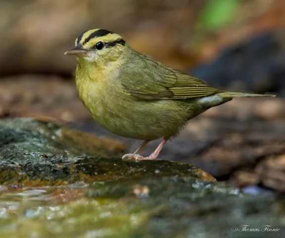 Worm-eating Warbler - Photo by Tom Finnie