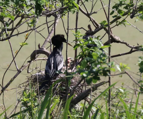 Anhinga