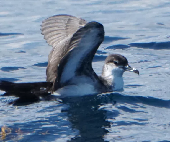 Audubon's Shearwater - Photo by Douglas BB Watson