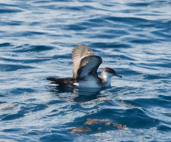 Audubon's Shearwater - Photo by Hal Mitchell