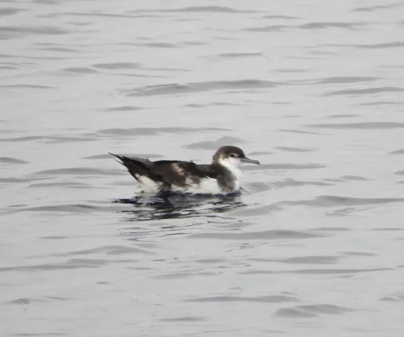 Audubon's Shearwater - Photo by Van Remsen
