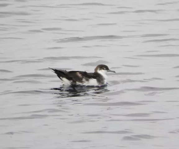 Audubon's Shearwater - Photo by Van Remsen