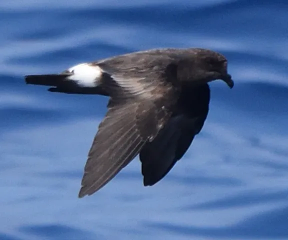 Band-rumped Storm-Petrel - Photo by Paul Conover