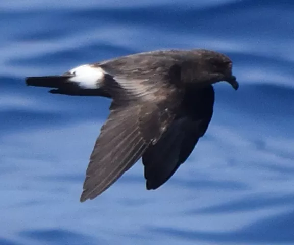 Band-rumped Storm-Petrel - Photo by Paul Conover