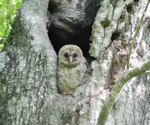 Barred Owl 